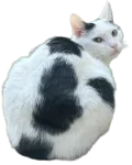 Cookie die Band-Katze
