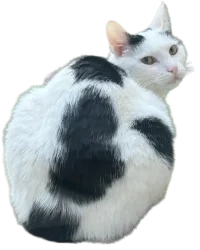 Cookie die Band-Katze